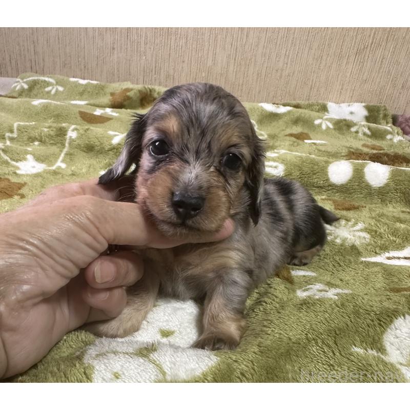 販売中の宮崎県のミニチュアダックスフンド(ロングヘアード)-416450