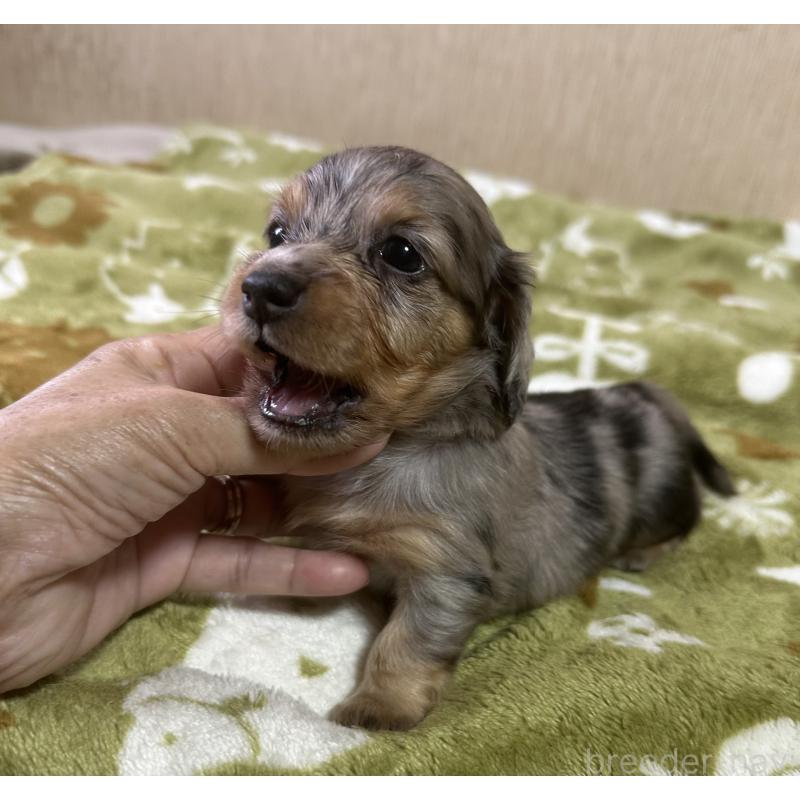 販売中の宮崎県のミニチュアダックスフンド(ロングヘアード)-416450の6枚目