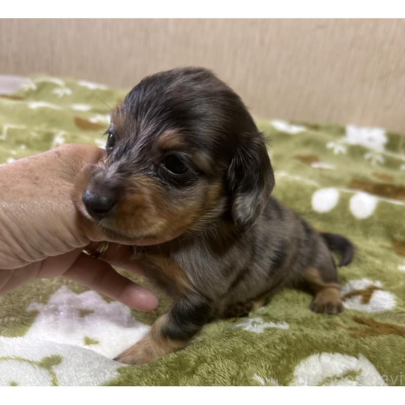 販売中の宮崎県のミニチュアダックスフンド(ロングヘアード)-416452の3枚目