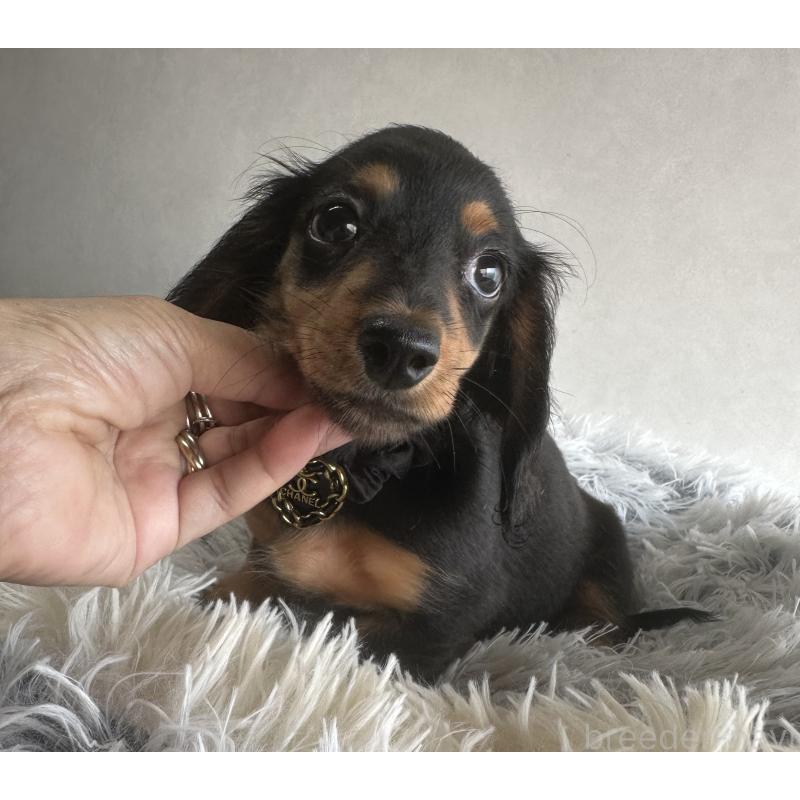 販売中の宮崎県のミニチュアダックスフンド(ロングヘアード)-402928の1枚目