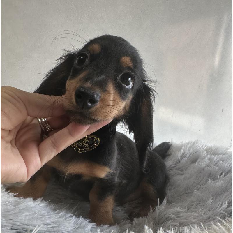 販売中の宮崎県のミニチュアダックスフンド(ロングヘアード)-402928の8枚目