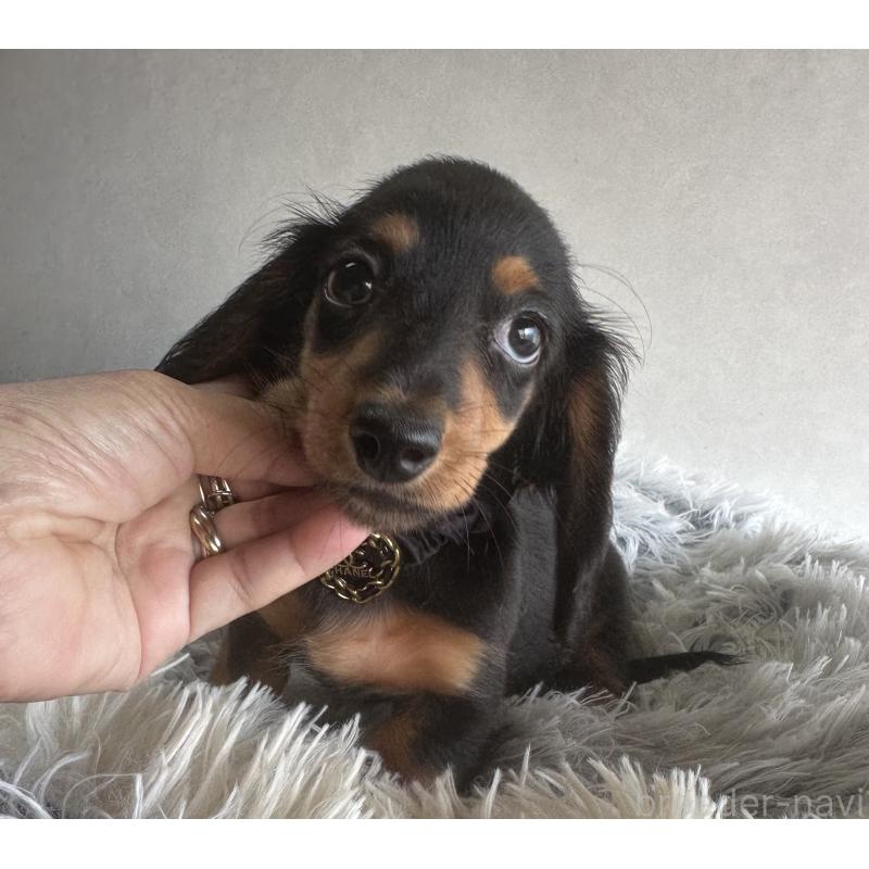 販売中の宮崎県のミニチュアダックスフンド(ロングヘアード)-402928の7枚目