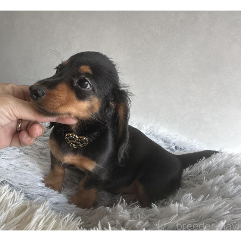 販売中の宮崎県のミニチュアダックスフンド(ロングヘアード)-402928の6枚目