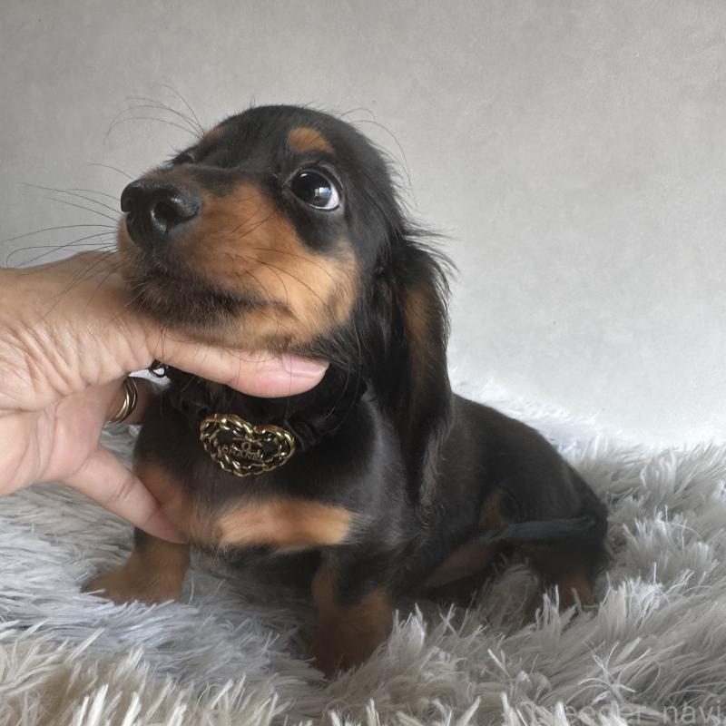 販売中の宮崎県のミニチュアダックスフンド(ロングヘアード)-402928の5枚目