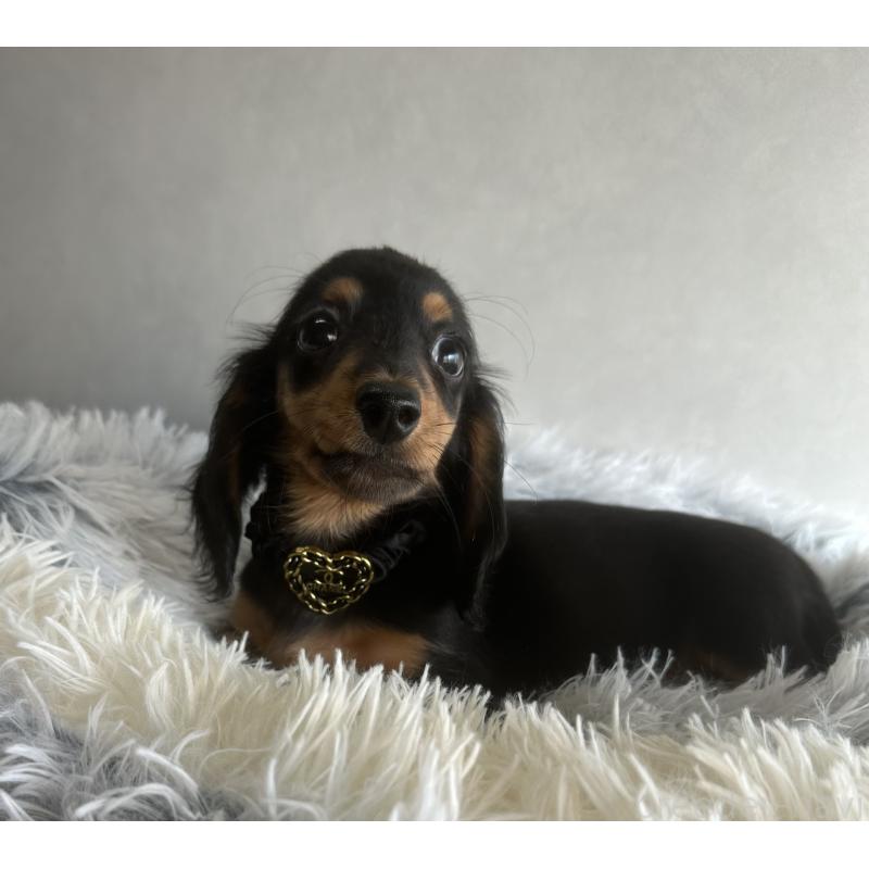 販売中の宮崎県のミニチュアダックスフンド(ロングヘアード)-402928の4枚目