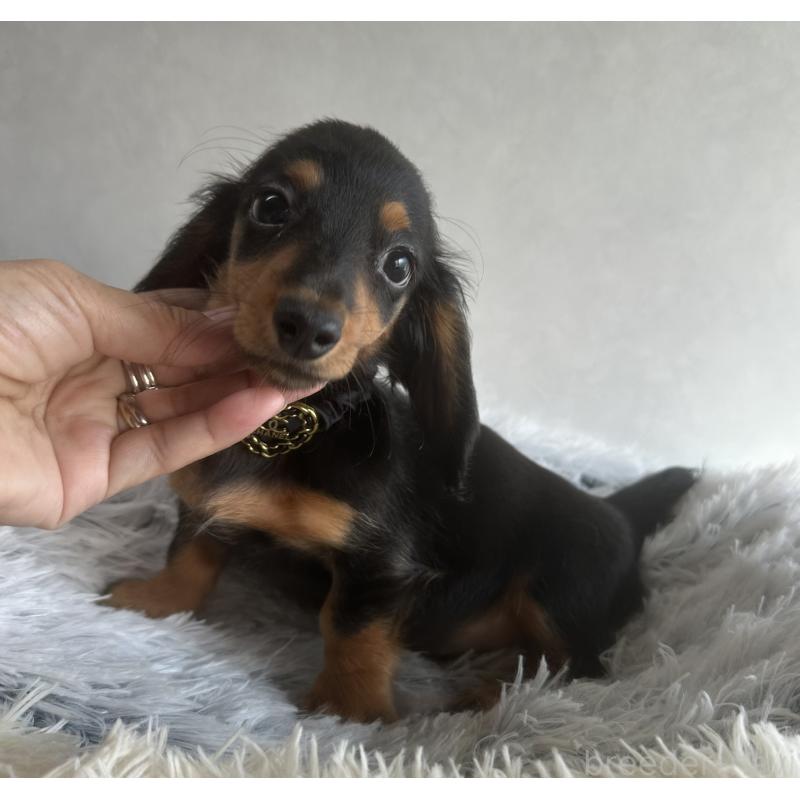 販売中の宮崎県のミニチュアダックスフンド(ロングヘアード)-402928の3枚目