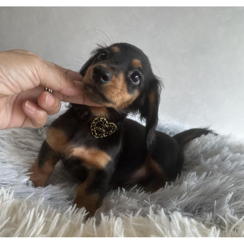 販売中の宮崎県のミニチュアダックスフンド(ロングヘアード)-402928の2枚目