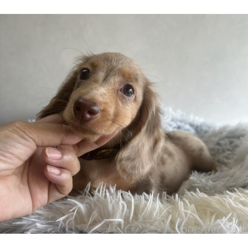 販売中の宮崎県のミニチュアダックスフンド(ロングヘアード)-402930の1枚目