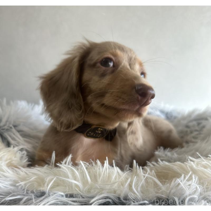 販売中の宮崎県のミニチュアダックスフンド(ロングヘアード)-402930の8枚目