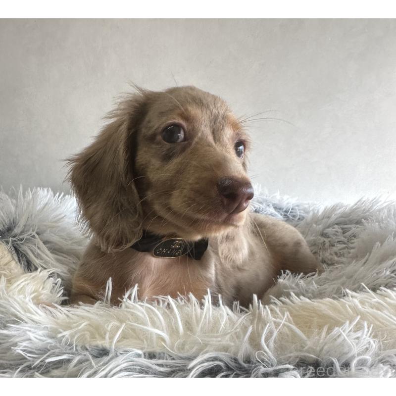 販売中の宮崎県のミニチュアダックスフンド(ロングヘアード)-402930の7枚目