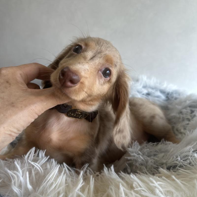 販売中の宮崎県のミニチュアダックスフンド(ロングヘアード)-402930の6枚目