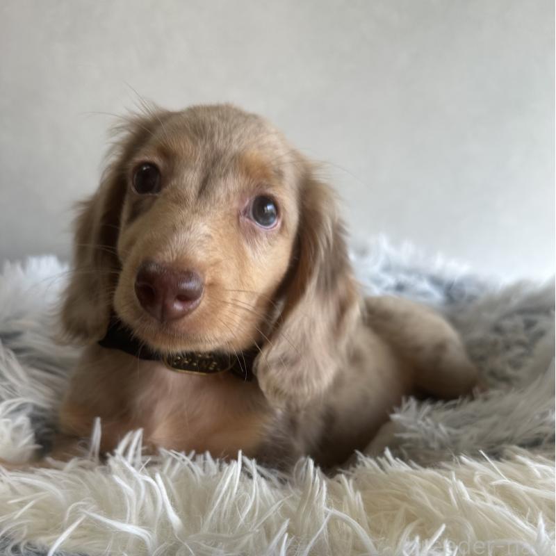 販売中の宮崎県のミニチュアダックスフンド(ロングヘアード)-402930の5枚目