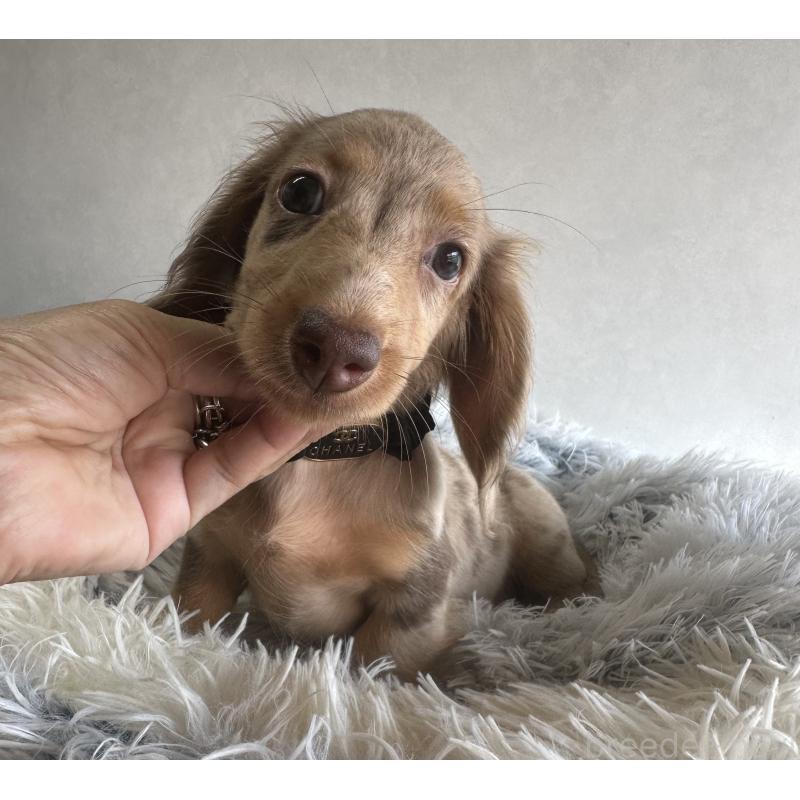 販売中の宮崎県のミニチュアダックスフンド(ロングヘアード)-402930の4枚目