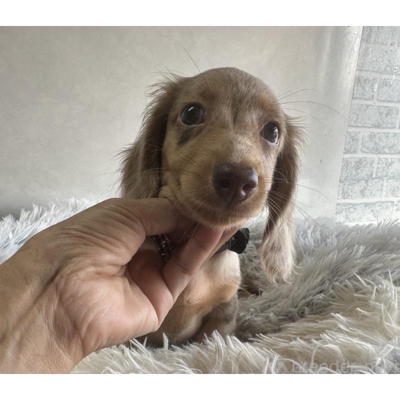 販売中の宮崎県のミニチュアダックスフンド(ロングヘアード)-402930の3枚目