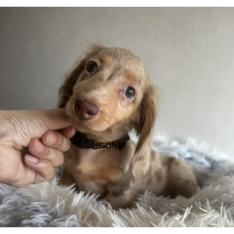 販売中の宮崎県のミニチュアダックスフンド(ロングヘアード)-402930の2枚目