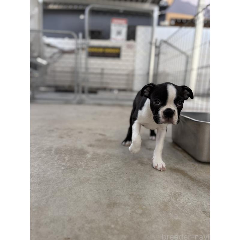 販売中の愛知県のボストンテリア-403230の6枚目