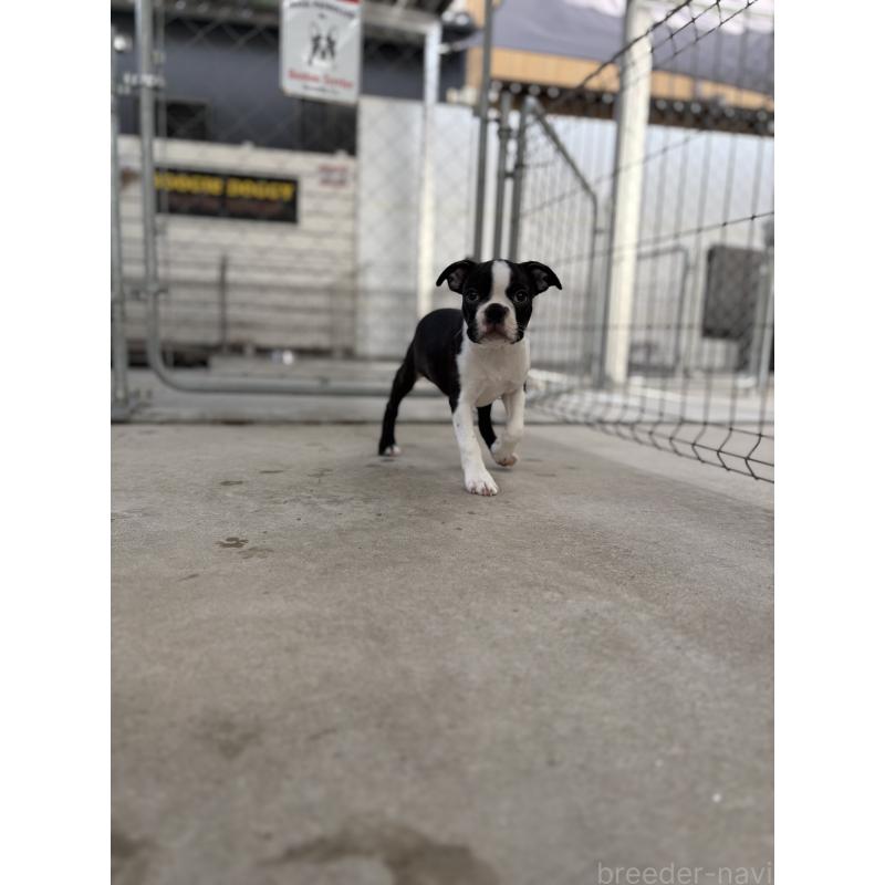 販売中の愛知県のボストンテリア-403230の5枚目