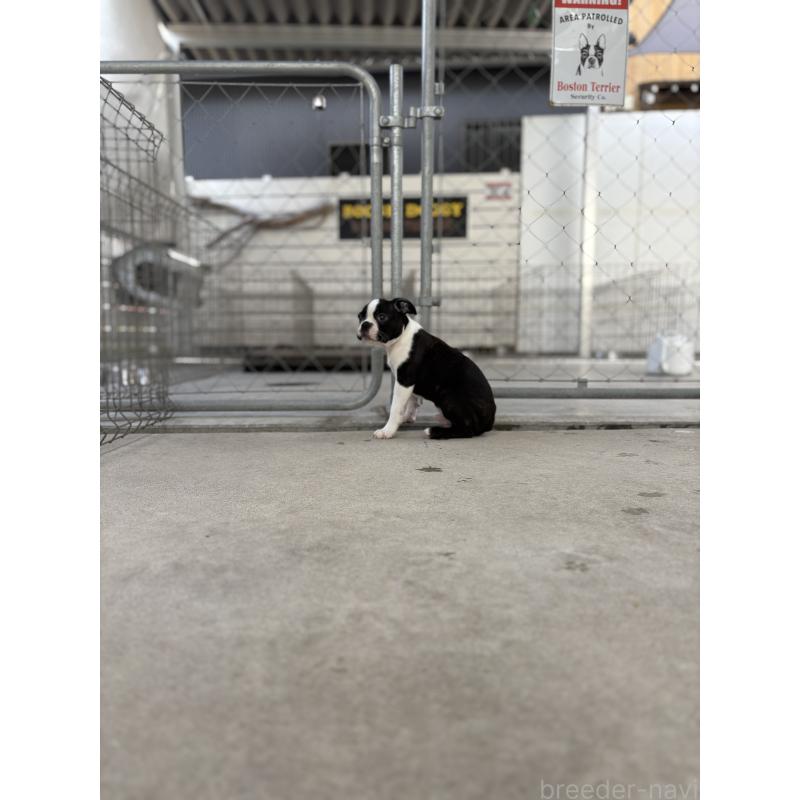 販売中の愛知県のボストンテリア-403230の4枚目