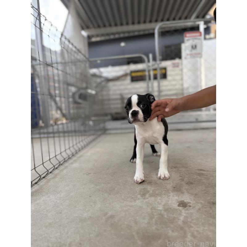 販売中の愛知県のボストンテリア-403230の3枚目