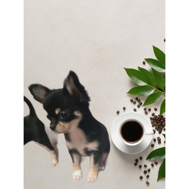 成約済の静岡県のチワワ(ロングコート)-413745の3枚目