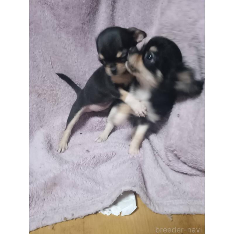 成約済の静岡県のチワワ(ロングコート)-413745の2枚目