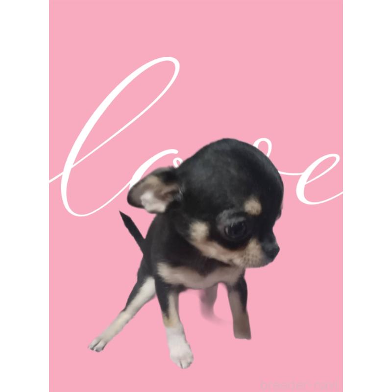 販売中の静岡県のチワワ(スムースコート)-413722の5枚目