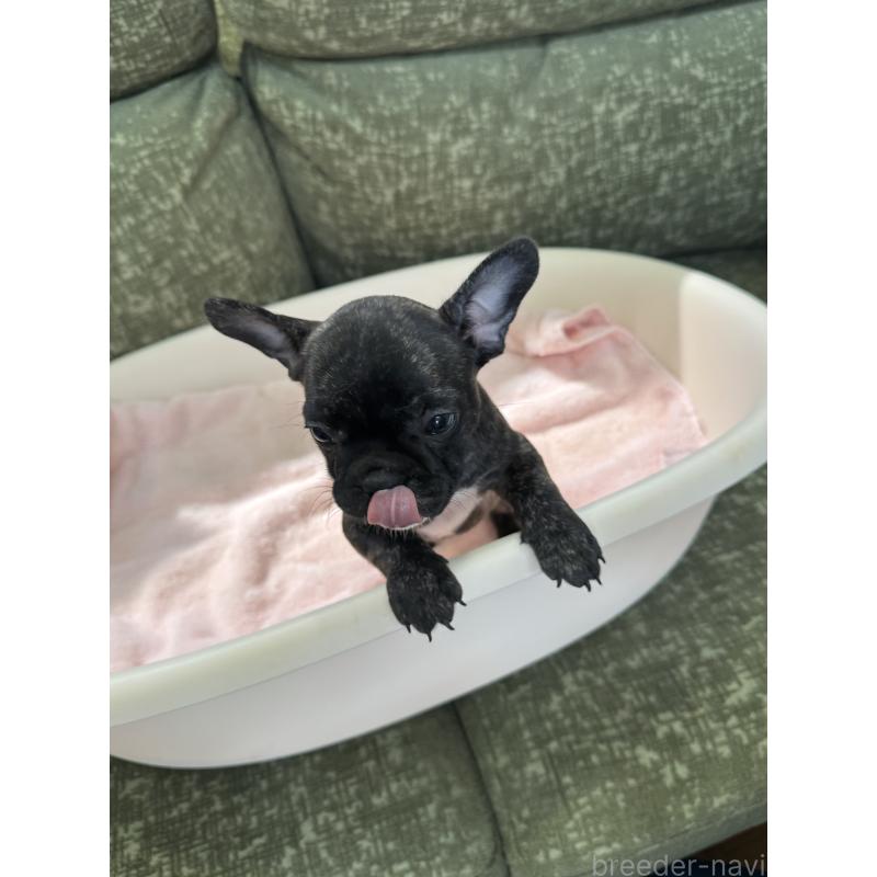 成約済の福岡県のフレンチブルドッグ-414778の6枚目