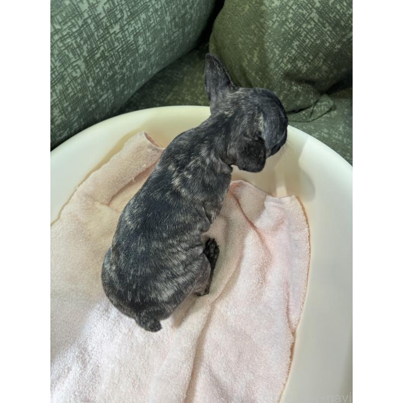 成約済の福岡県のフレンチブルドッグ-414778の5枚目