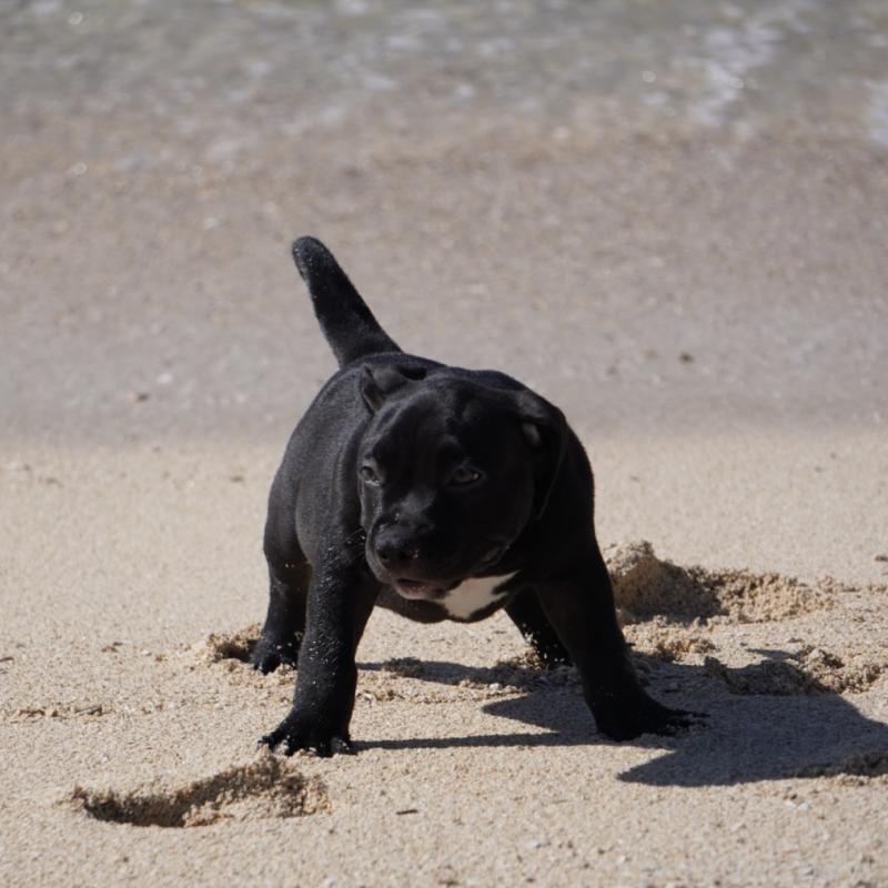 成約済の沖縄県のアメリカンブリー-414490の5枚目