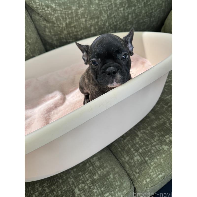 成約済の福岡県のフレンチブルドッグ-414778の4枚目