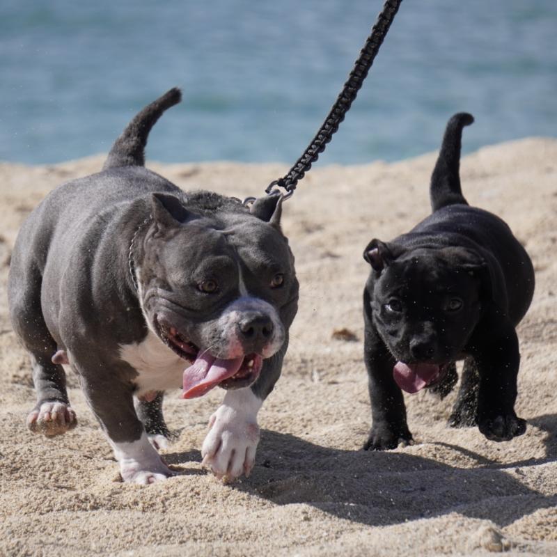 成約済の沖縄県のアメリカンブリー-414490の4枚目