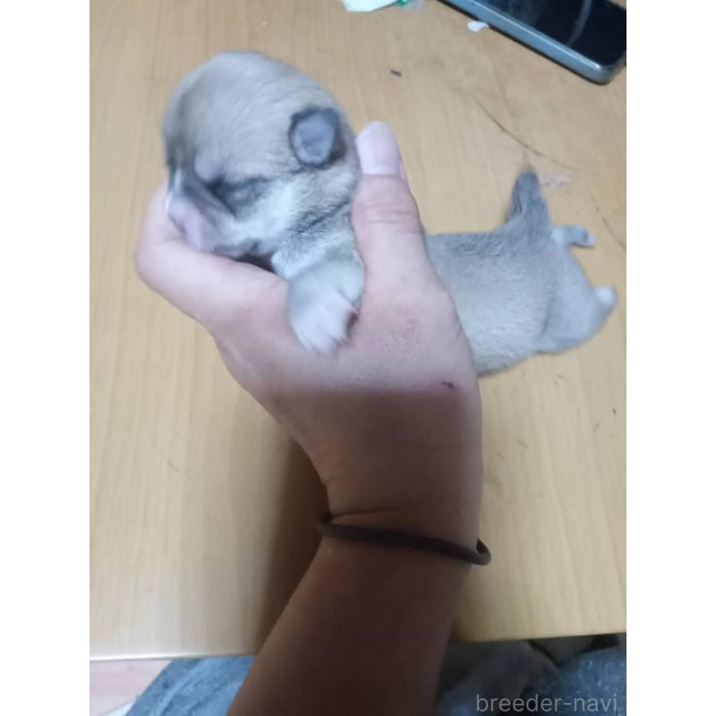 販売中の静岡県のチワワ(ロングコート)-414762の17枚目