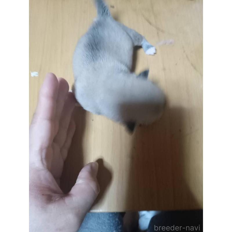 販売中の静岡県のチワワ(ロングコート)-414762の16枚目