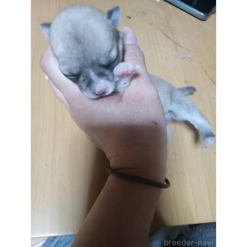 販売中の静岡県のチワワ(ロングコート)-414762の14枚目