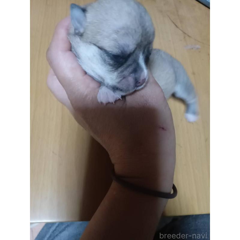 販売中の静岡県のチワワ(ロングコート)-414762の13枚目