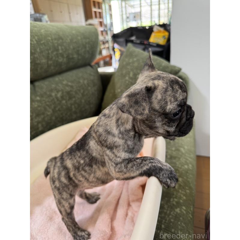 成約済の福岡県のフレンチブルドッグ-414777の5枚目