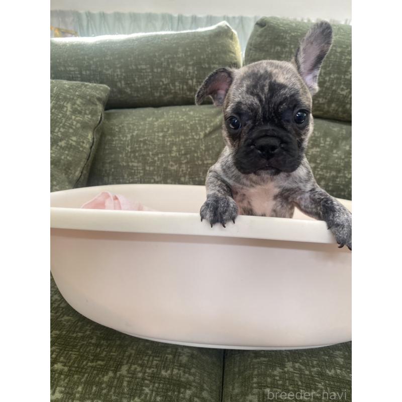 成約済の福岡県のフレンチブルドッグ-414777の4枚目