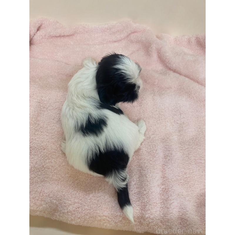 販売中の福岡県のシーズー-416463の3枚目