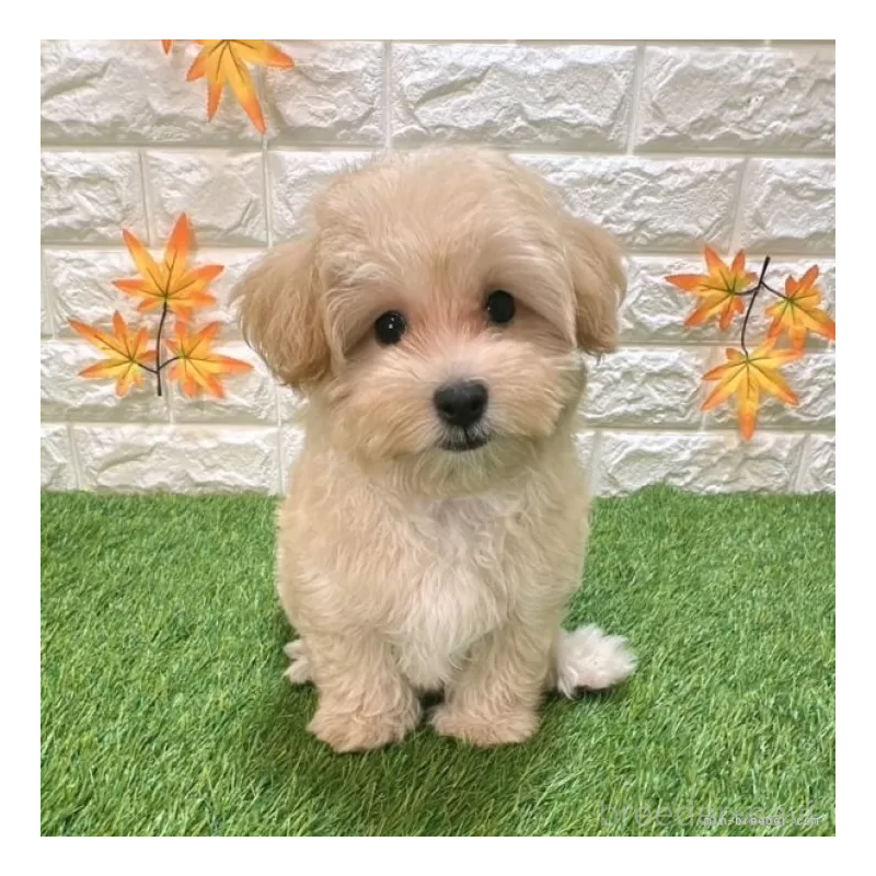 成約済の愛知県のマルプー:マルチーズ×トイプードル-413708の1枚目