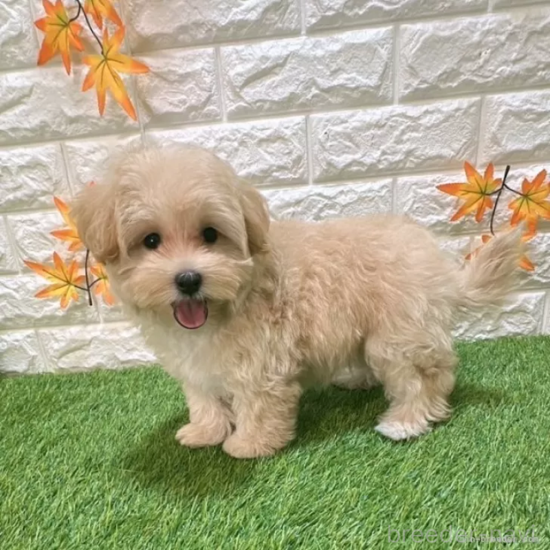 成約済の愛知県のマルプー:マルチーズ×トイプードル-413708の5枚目