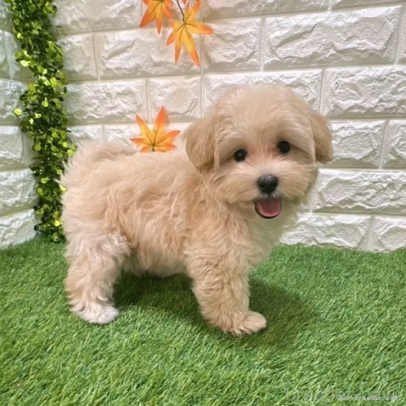 成約済の愛知県のマルプー:マルチーズ×トイプードル-413708の4枚目