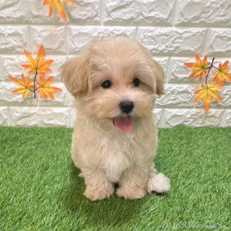 成約済の愛知県のマルプー:マルチーズ×トイプードル-413708の3枚目