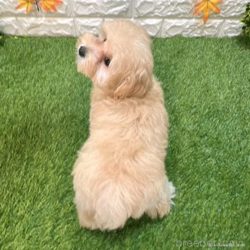 成約済の愛知県のマルプー:マルチーズ×トイプードル-413708の2枚目