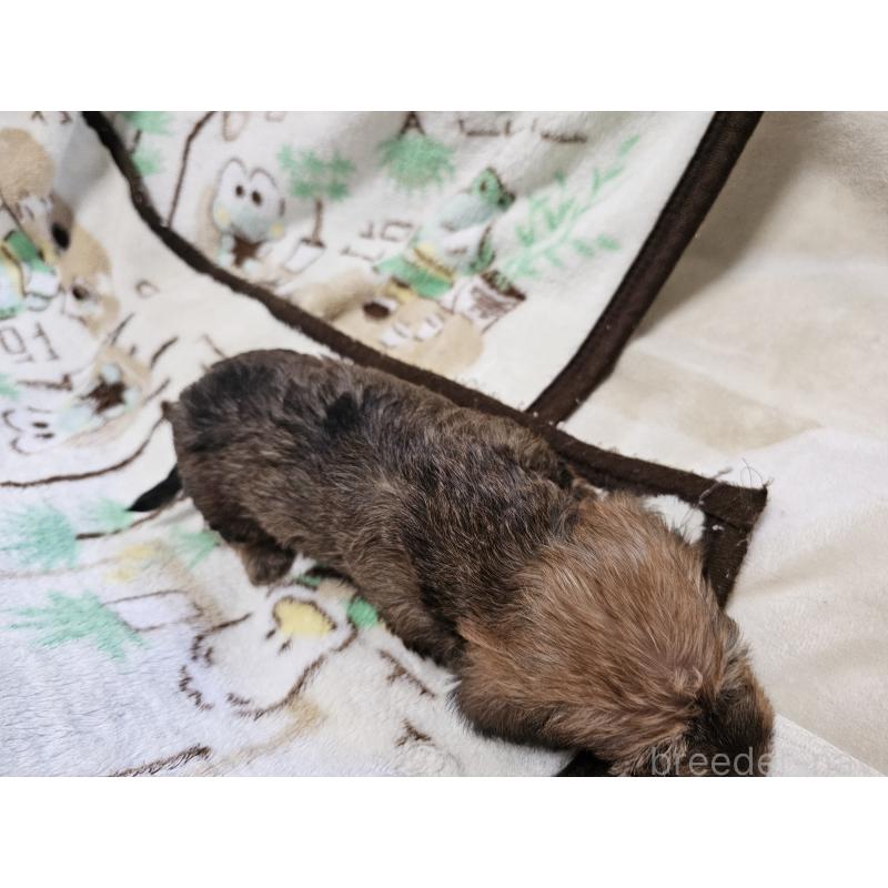 販売中の愛知県のミニチュアダックスフンド(ワイヤーヘアード)-416467の3枚目