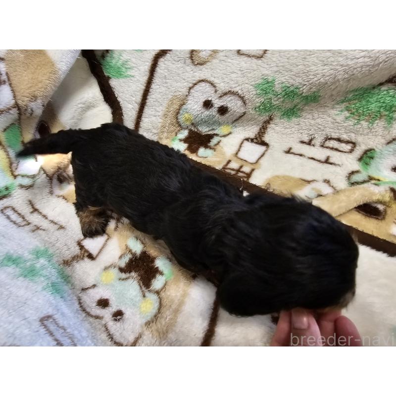 販売中の愛知県のミニチュアダックスフンド(ワイヤーヘアード)-416469の3枚目