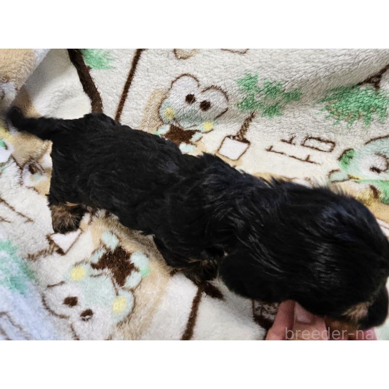販売中の愛知県のミニチュアダックスフンド(ワイヤーヘアード)-416469の2枚目