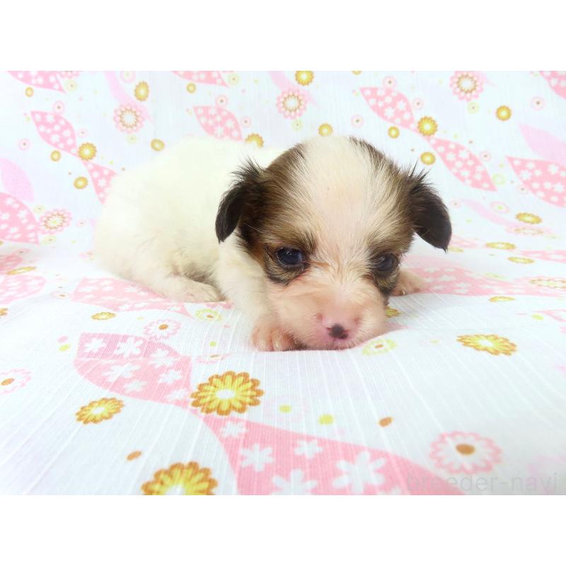 販売中の千葉県のパピヨン-416474の3枚目