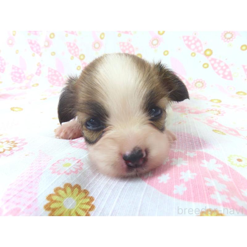 販売中の千葉県のパピヨン-416480の2枚目