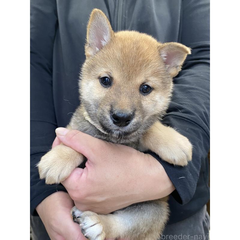 成約済の熊本県の柴犬-410854の3枚目