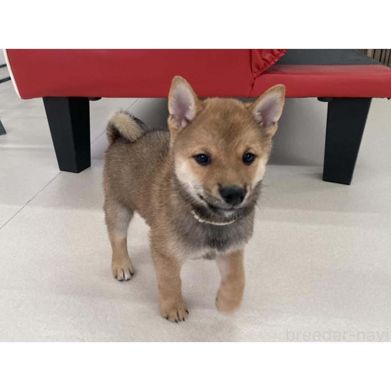 成約済の熊本県の柴犬-410854の2枚目